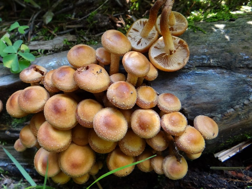 Летние грибы: фото и описание, как отличить от поддельных