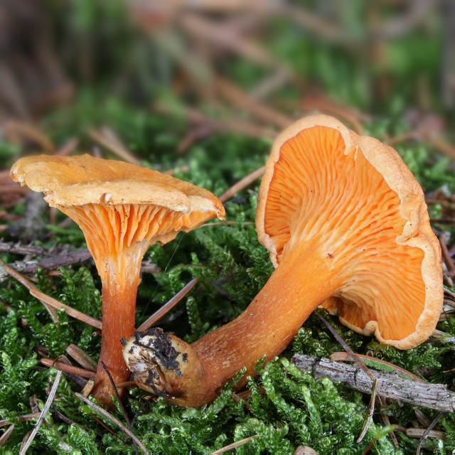 Какие грибы растут в Белгородской области