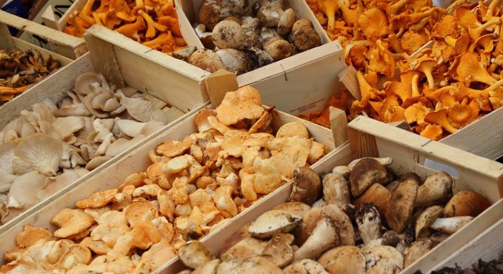Съедобные грибы - названия, описание, фото съедобных грибов - УНИАН