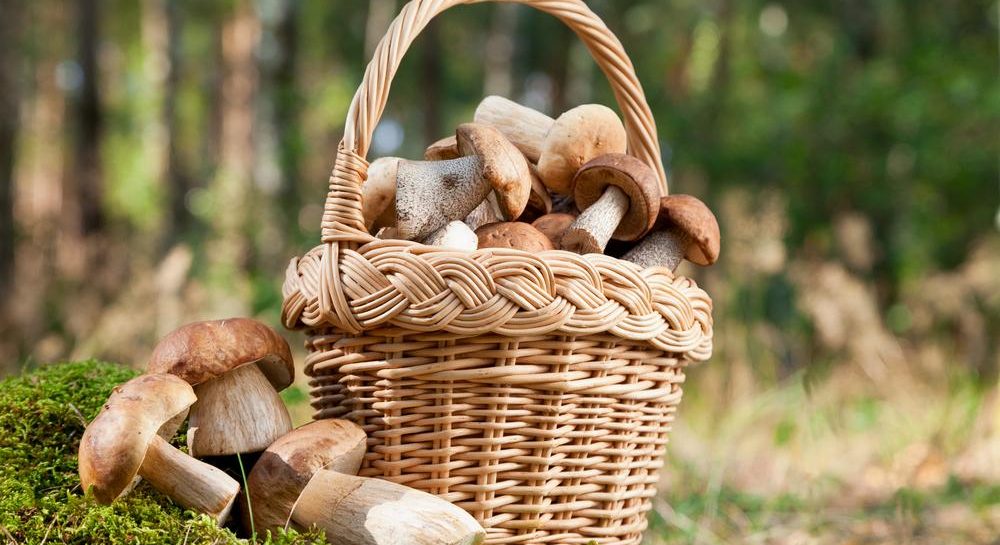 Как собирать грибы в лесу - срезать или сорвать - УНИАН