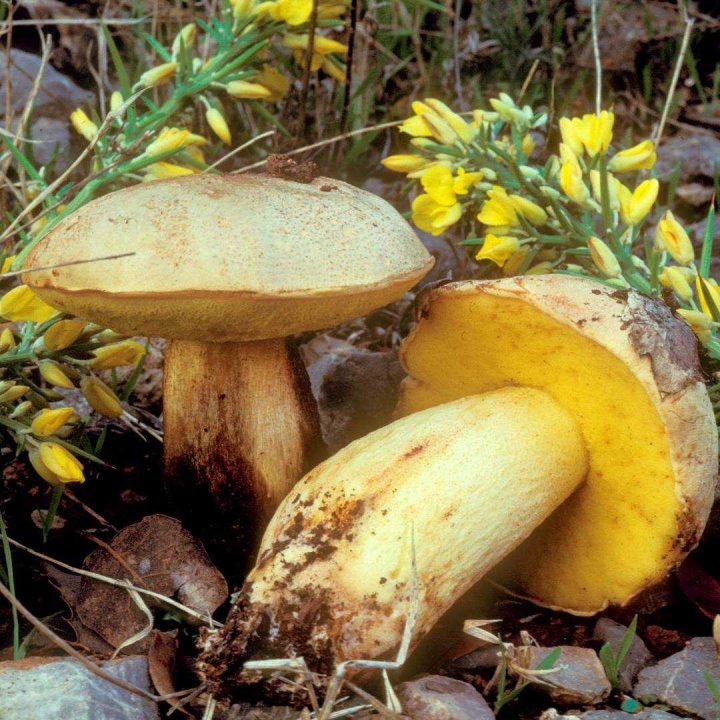 Полубелый гриб — описание, где растет, похожие виды, фото в лесу