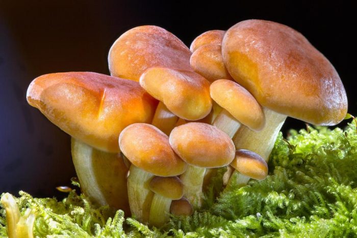 Какие грибы растут в Мурманской области