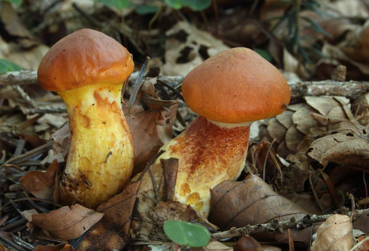 Масло лиственничное (Suillus grevillei): фото и описание гриба