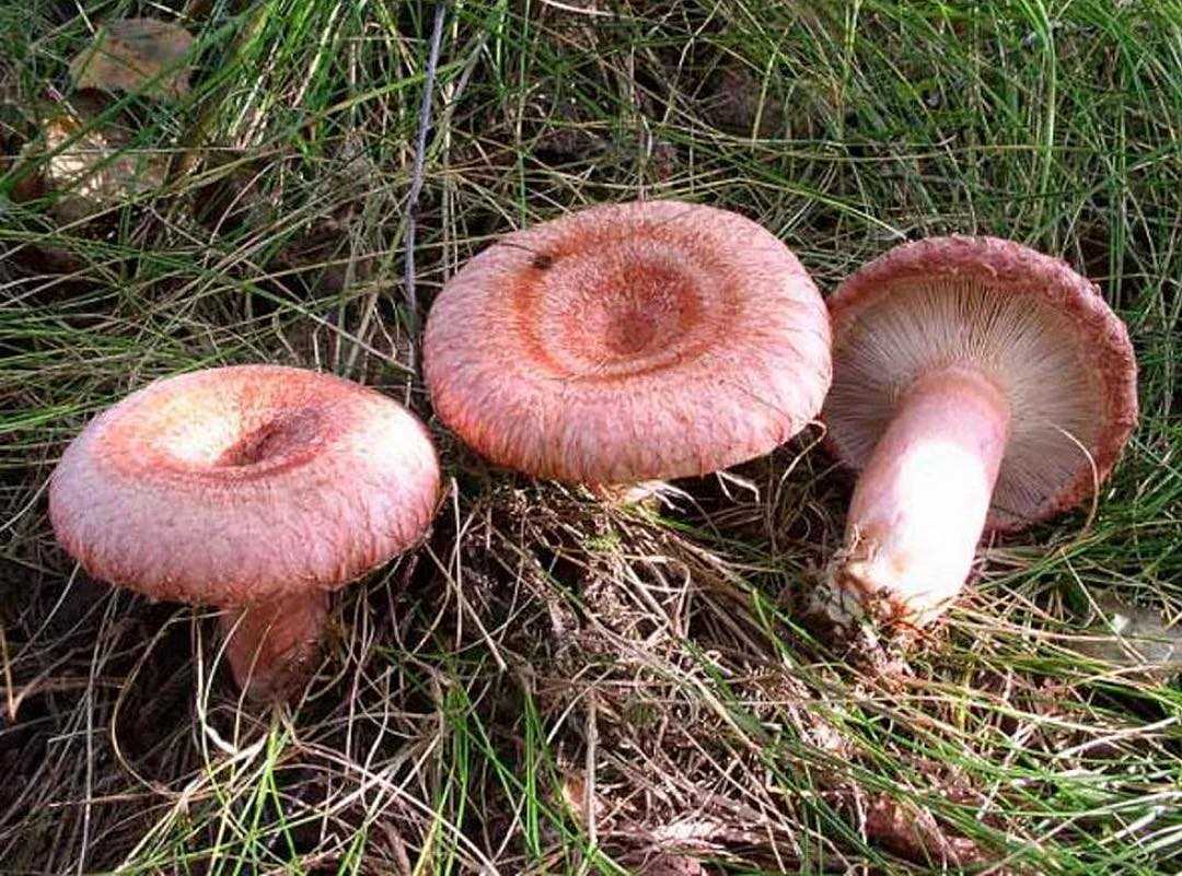 Розовая волна — описание гриба, где растет, похожие виды, фото в лесу