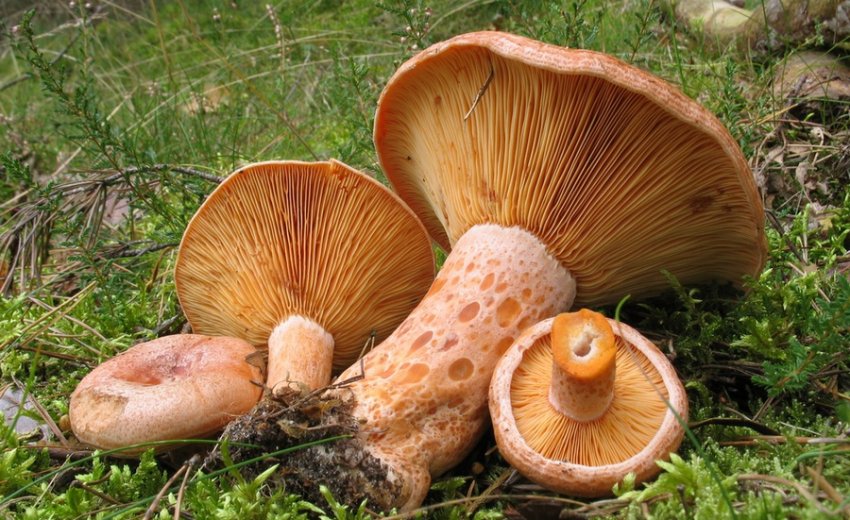 Где и когда растут грибы, при какой температуре, когда собирать, сезон сбора в регионах России