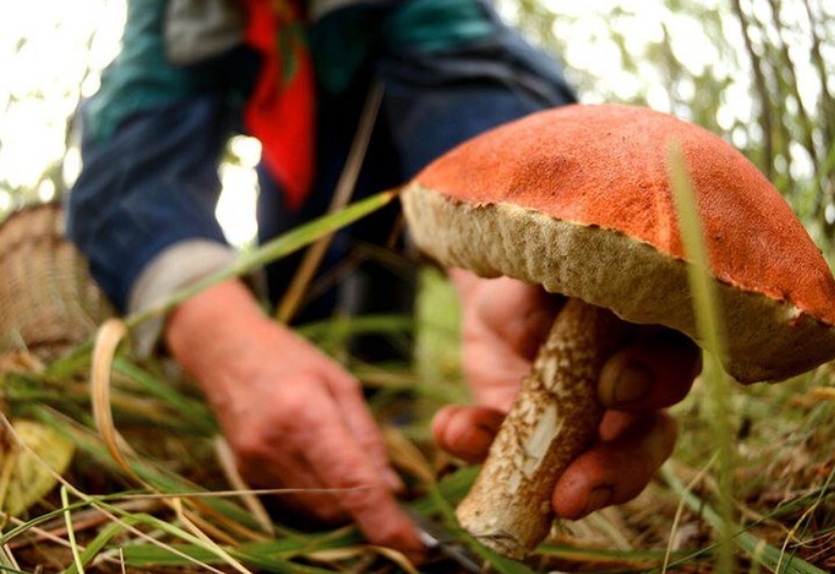 Сбор грибов в Ленинградской области