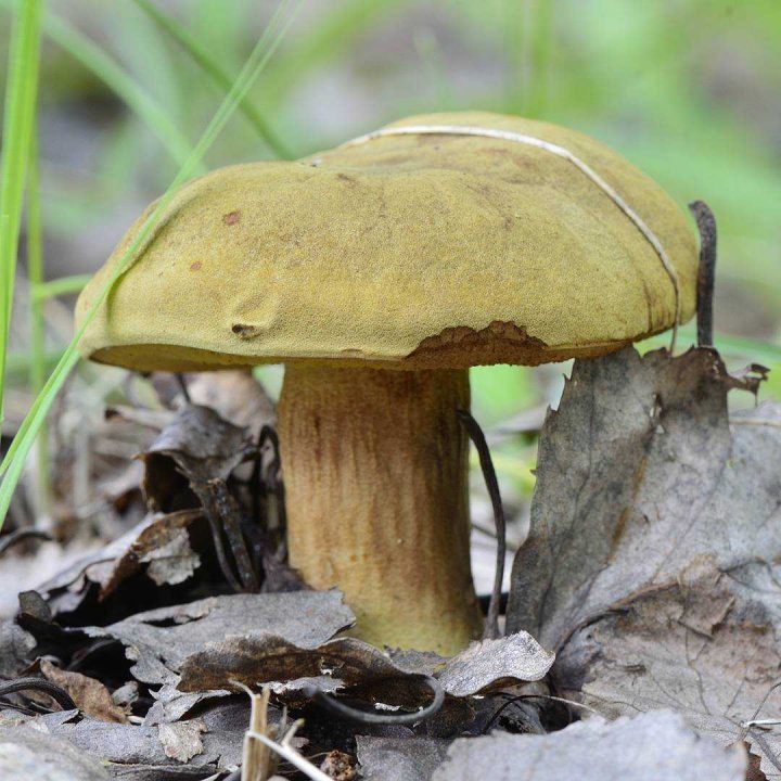 Моховик зелёный — описание гриба, где растет, похожие виды, фото