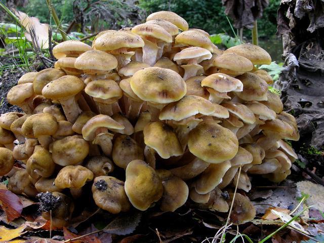 какие грибы растут на пнях