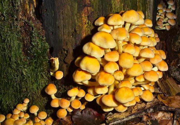 грибы, которые растут на пнях