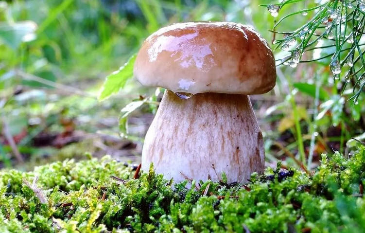 Съедобные грибы из Сибири: описание с фото
