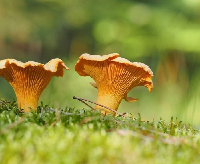 Где есть грибы в Челябинской области