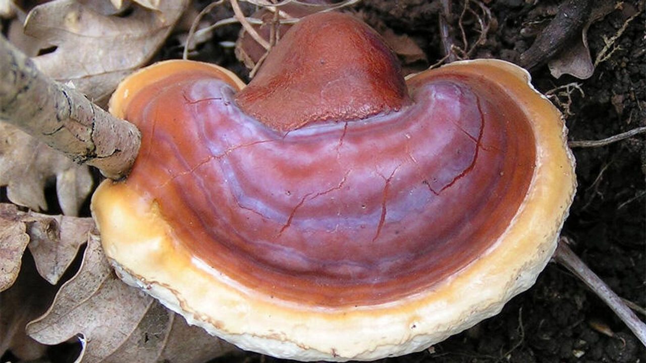 Ученые открыли новые целебные свойства древесных грибов