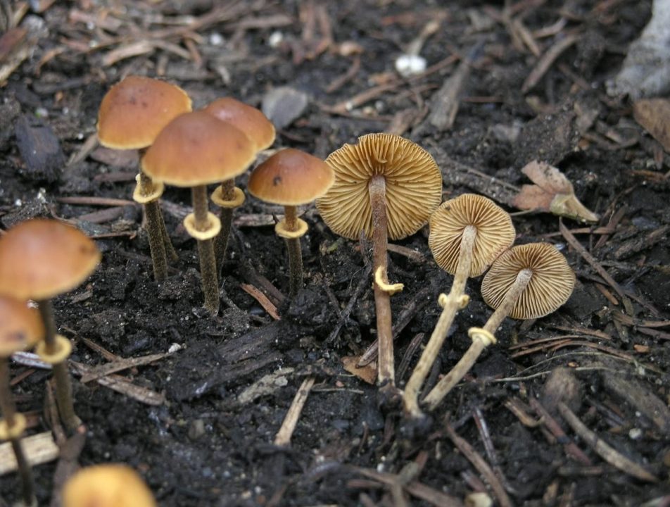 Pholiotina rugosa: The Ultimate Mushroom Guide
