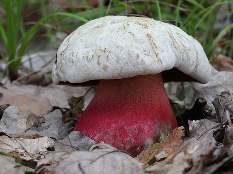 Ядовитый гриб сатанинский гриб Стоковые фотографии и лицензионные изображения: 69 шт