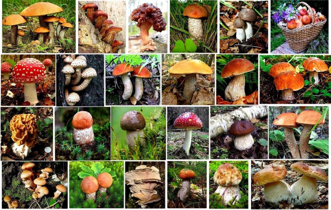 Виды грибов (41 фото) » фото из разных уголков мира