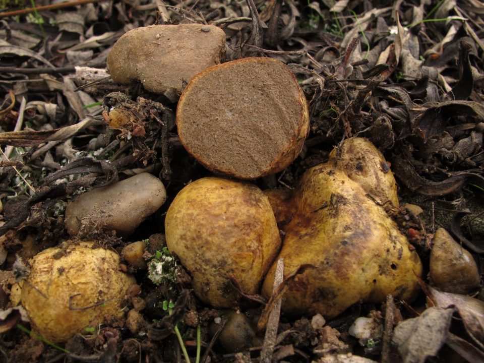 Ризопогонный гриб (42 фото) » фото из разных уголков мира