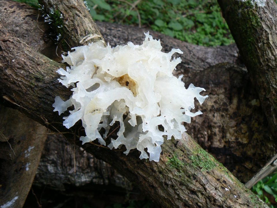 Белый древесный гриб — 35 фото