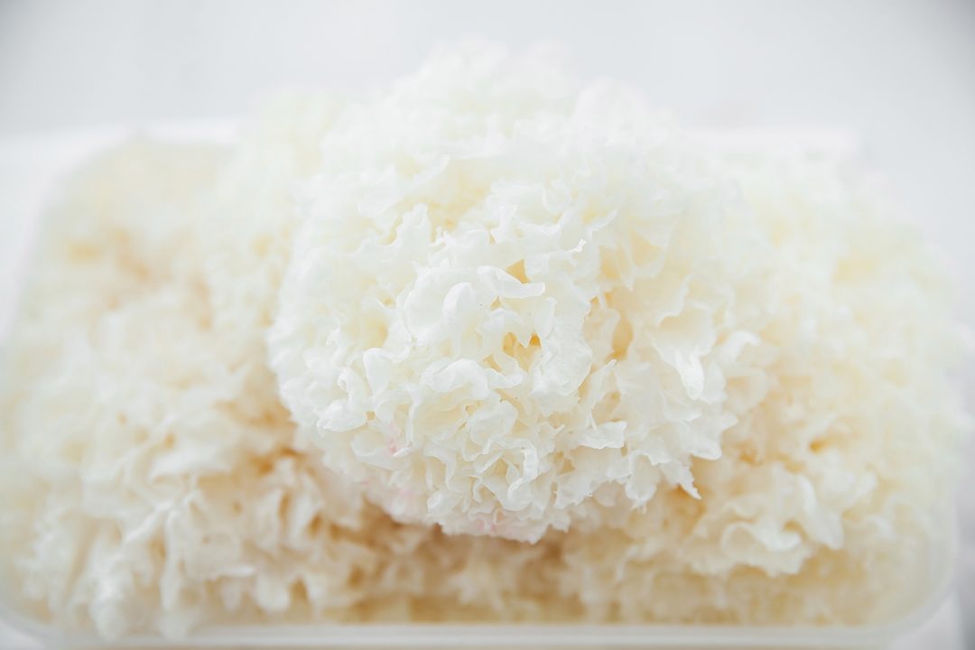 Белый древесный гриб — 35 фото