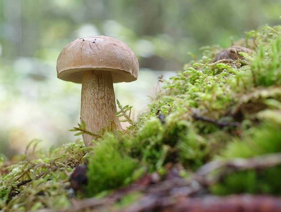 Тилопольский гриб — 35 фото