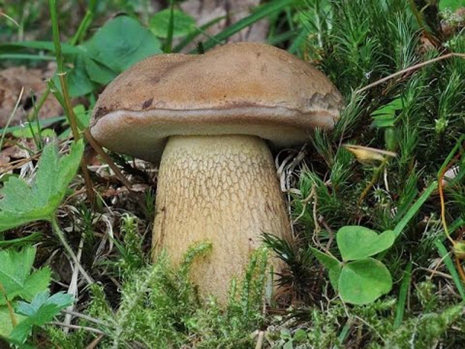 Тилопольский гриб — 35 фото