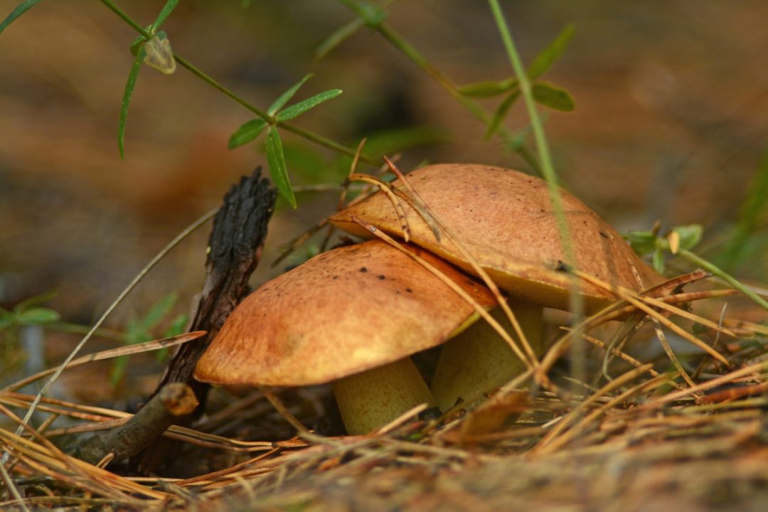 Жирные грибы осенью - 38 фото