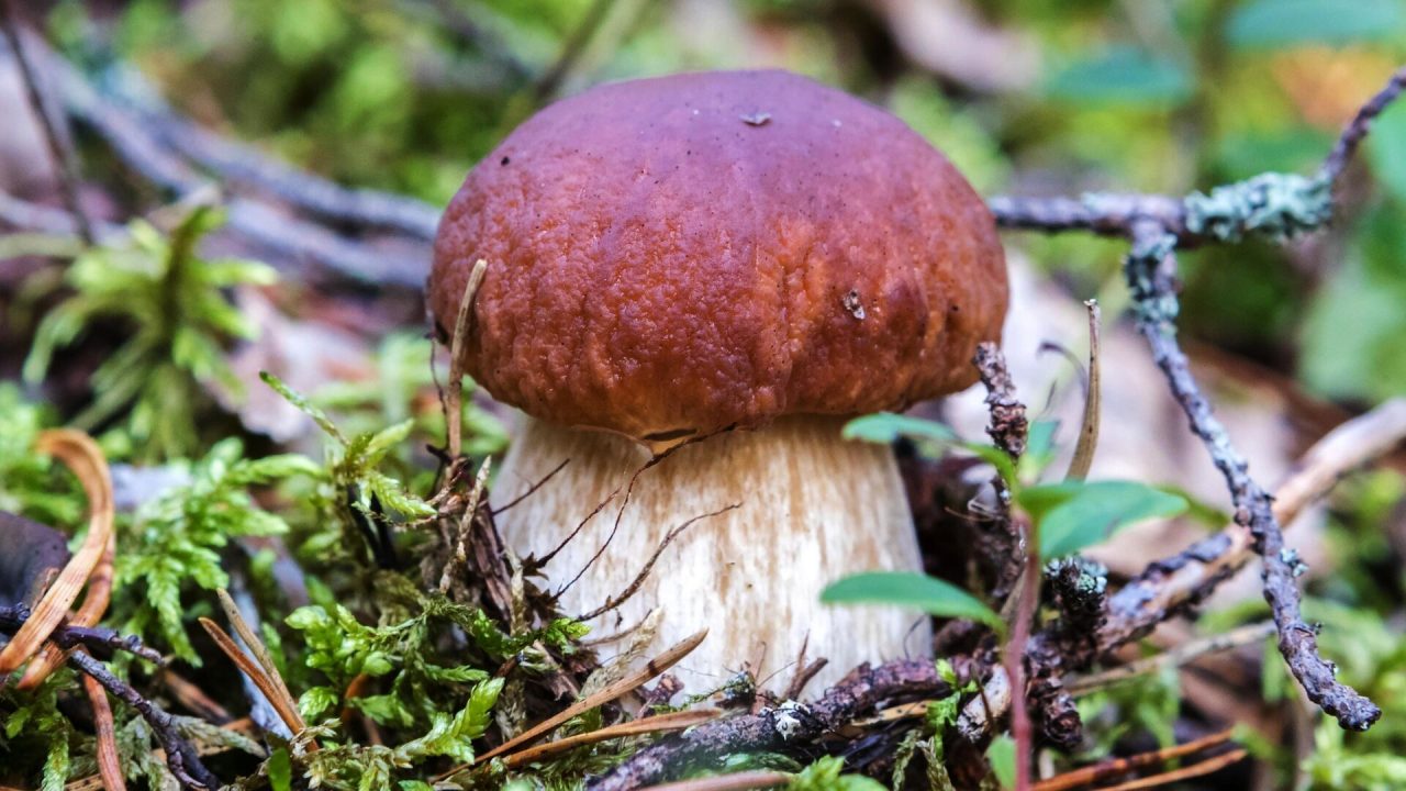 Белый гриб: описание, виды, где растет, как выглядит подберезовик, фото в лесу
