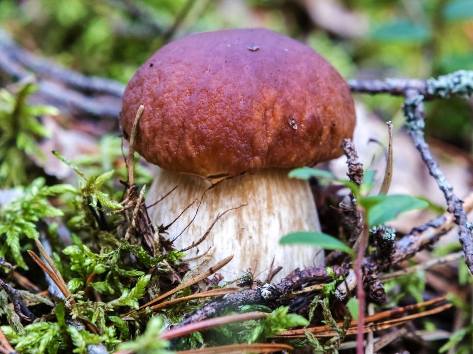 Белый гриб: описание, виды, где растет, как выглядит подберезовик, фото в лесу