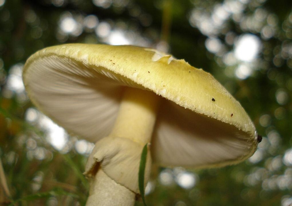 Тупик бледный: описание ядовитого гриба, где растет, что делать при отравлении