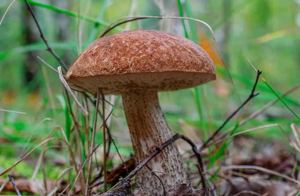 Где собирают грибы в Калининградской области