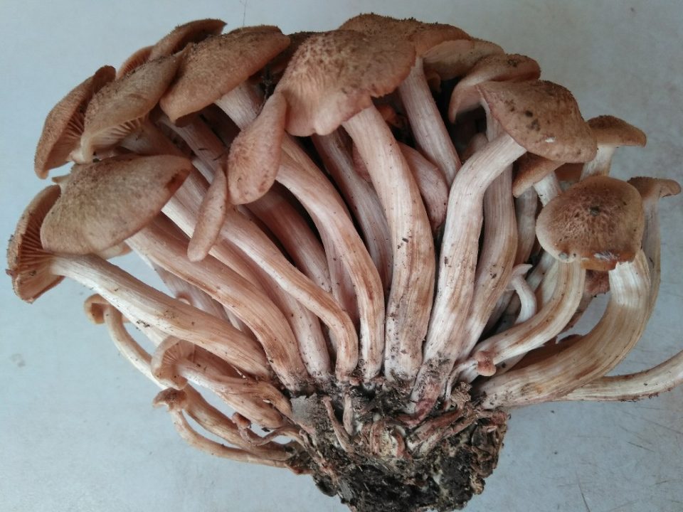Опята сморщенные (безкольцовые, Desarmillaria tabescens): как выглядят грибы, где и как растут, съедобны или нет, как приготовить