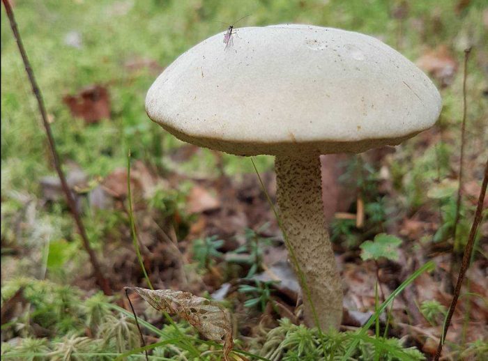 Какие грибы растут в Омской области