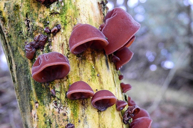 Съедобные и ядовитые грибы, растущие на деревьях
