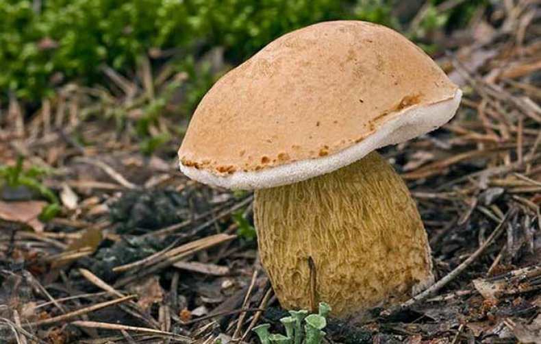 Желчные грибы - король горечи - Собираем грибы