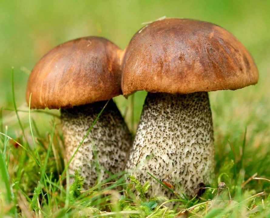 Съедобные и ядовитые грибы Ставрополя