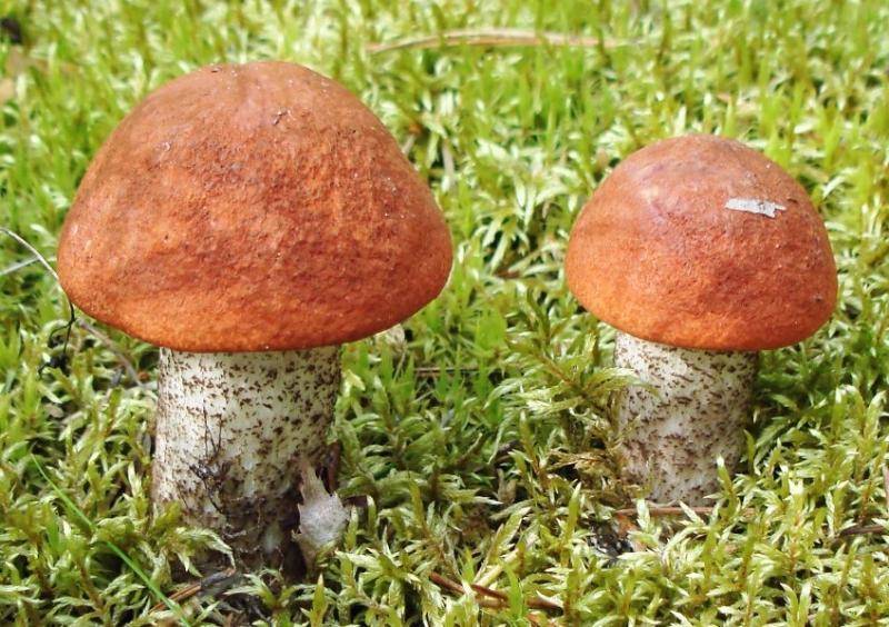 Съедобные грибы: подберезовик - Зара над Сожам
