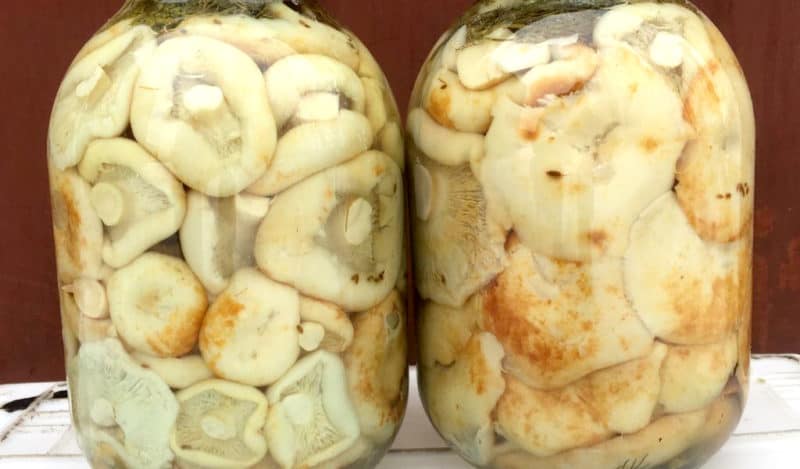 Соленые грибы на зиму: вкусная, питательная закуска с грибами на зиму - На кухне
