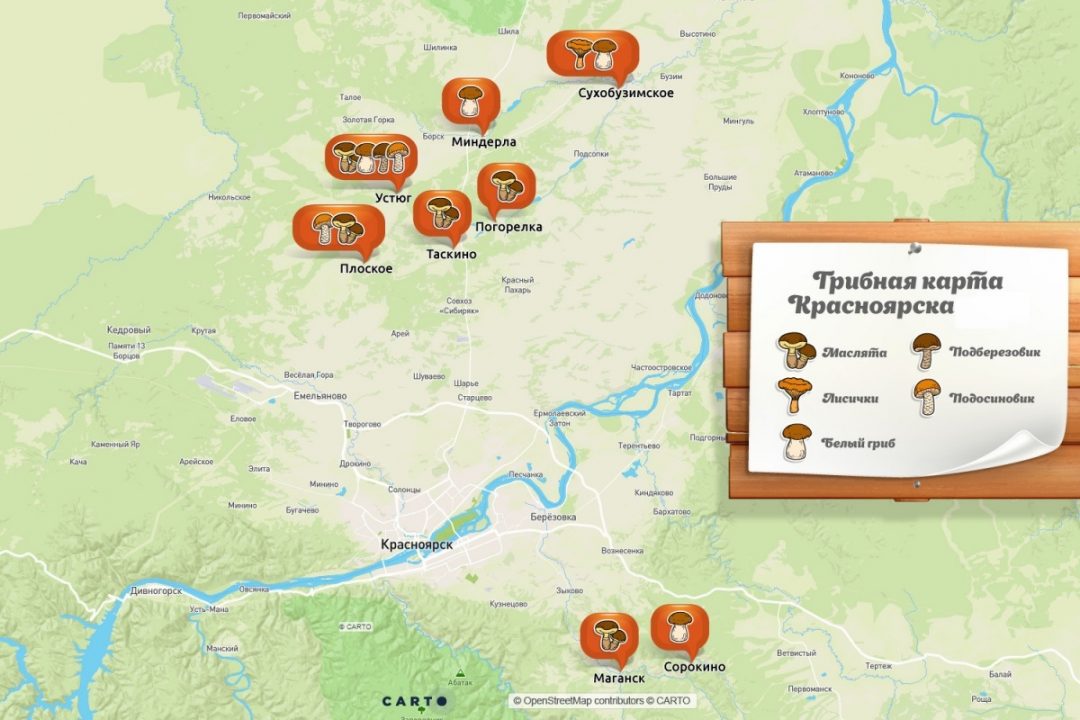 8 самых грибных мест под Красноярском