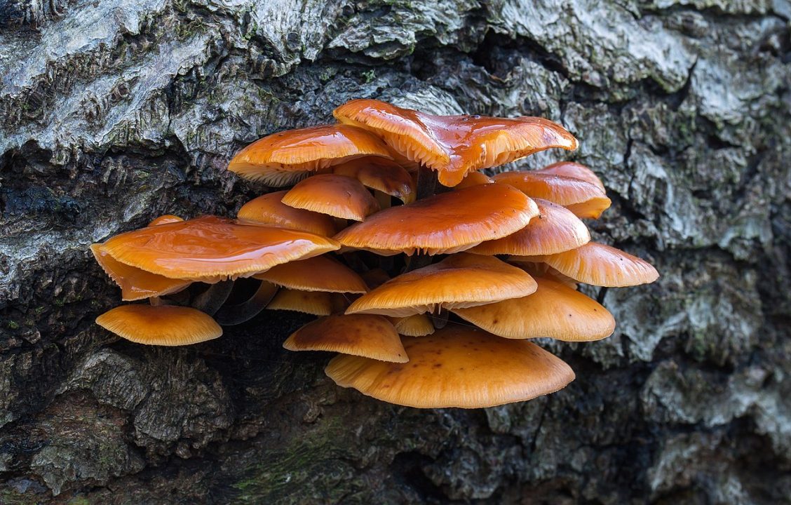 Зимние грибы (Flammulina Velutipes) — описание и фото, где растут, как выглядят, как приготовить