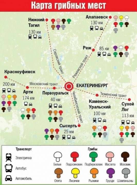 Куда съездить за грибами в Екатеринбурге