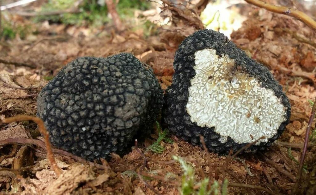 Съедобные и ядовитые грибы Ставрополя