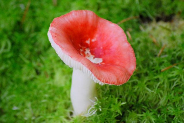 Сыроежка съедобный гриб или нет