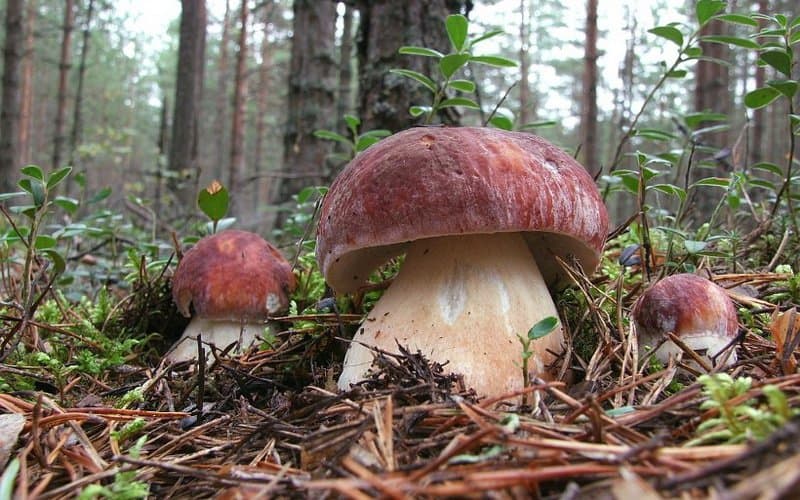 Где растут белые грибы и как их собирают