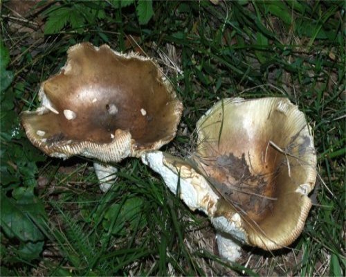 Сыроежка съедобный гриб или нет
