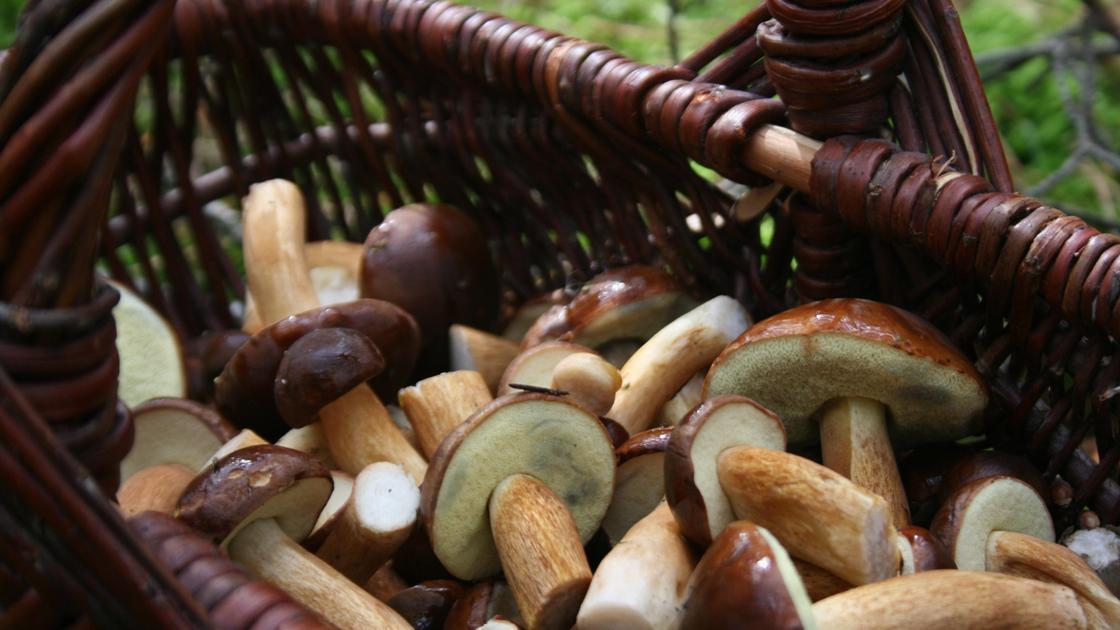 Съедобные грибы: что можно собрать и где найти в Казахстане