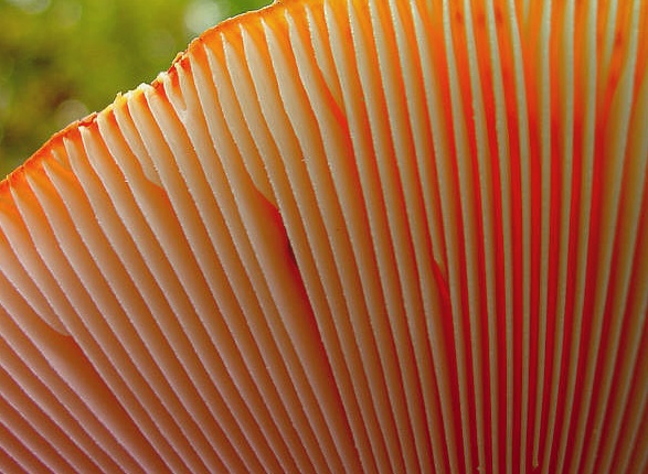 Трубчатые и пластинчатые грибы - разные по внешнему виду, одинаковые по сути