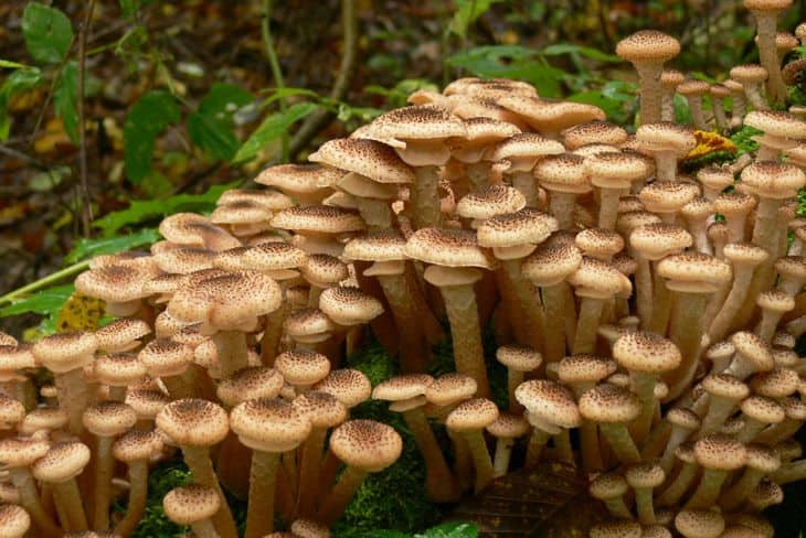 Как отличить опята осенние от ложных опасных махровых грибов с фото и описанием
