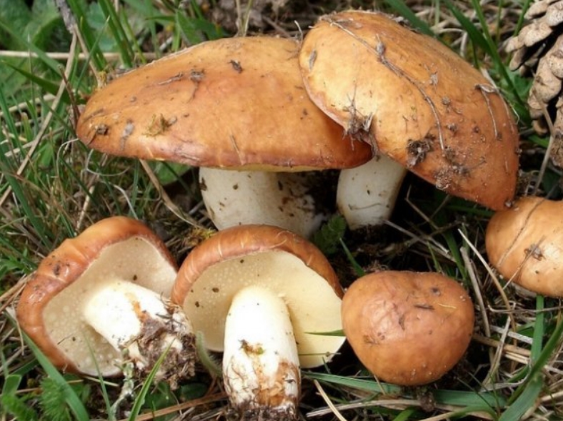 Сбор грибов в Подмосковье