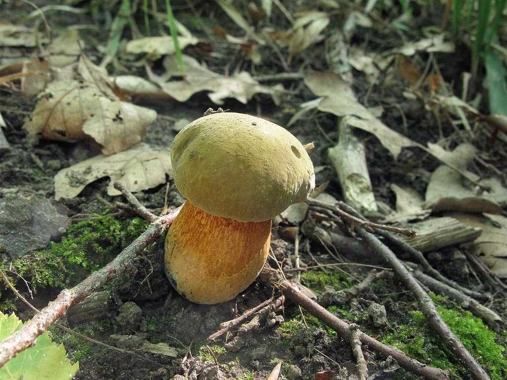 Дубовик обыкновенный — описание гриба, где растет, похожие виды, фото