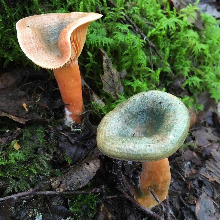 Рыжий рыжик — описание гриба, где растет, похожие виды, фото в лесу