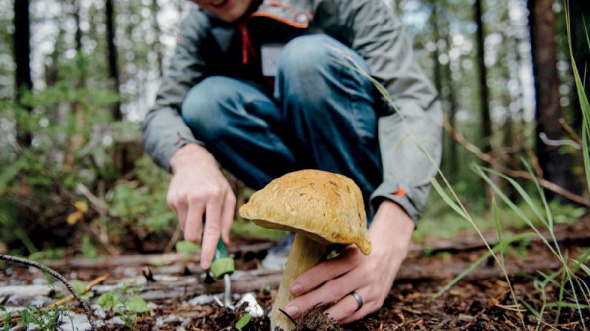 В лес — за штраф: в сети обсуждают новые правила сбора грибов и березового сока